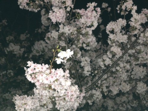 「春」の写真