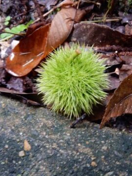 「秋近し🍂」の写真