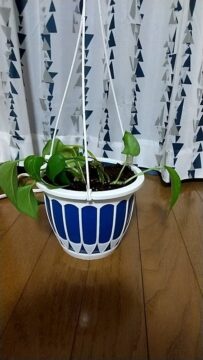 観葉植物の写真