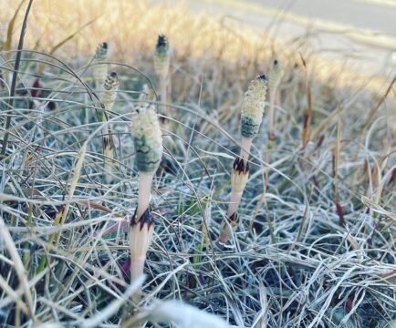 「芽吹き🌸🐝」の写真