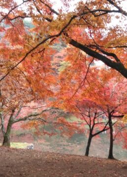 紅葉🍁ですの写真