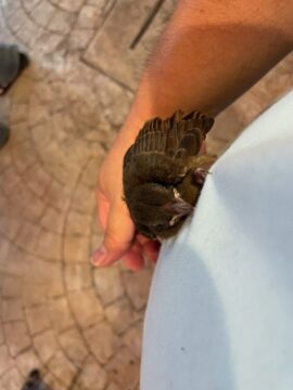 可愛いぃ小鳥さんの写真