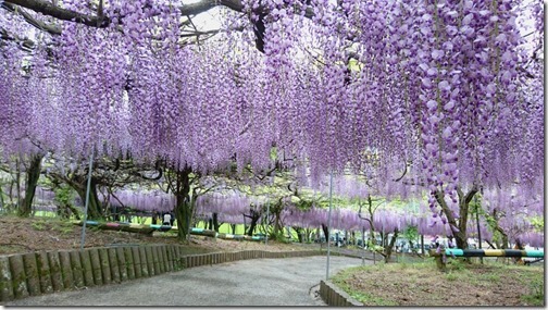 花の季節♪の写真