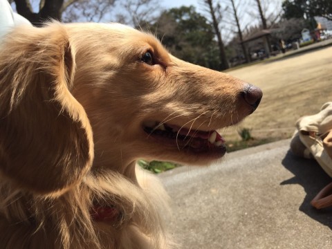 愛犬(∪︎･ω･∪︎)の写真