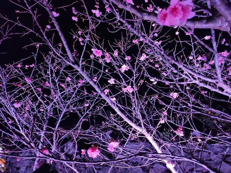 桜祭りの写真