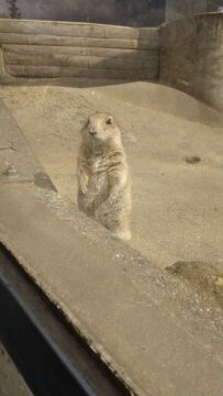 動物園✨の写真