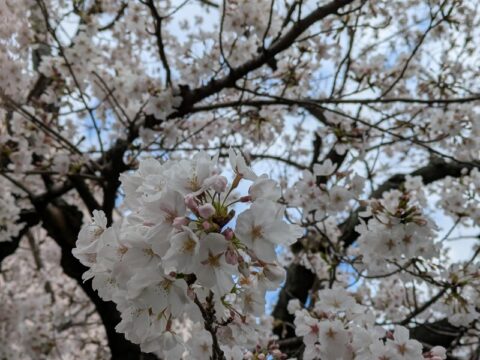 桜の写真