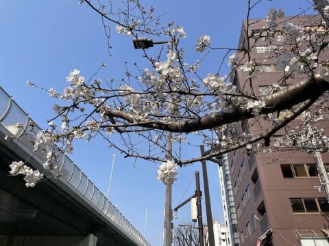 桜の写真