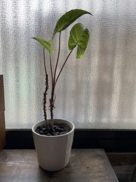 観葉植物の写真