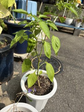 お野菜の写真