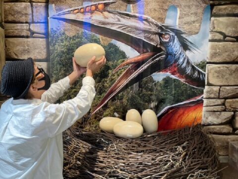 恐竜のたまごの写真