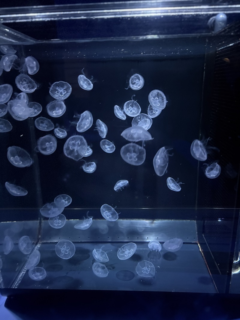 京都水族館🐟の写真