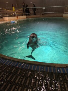 シャッターチャンスの写真