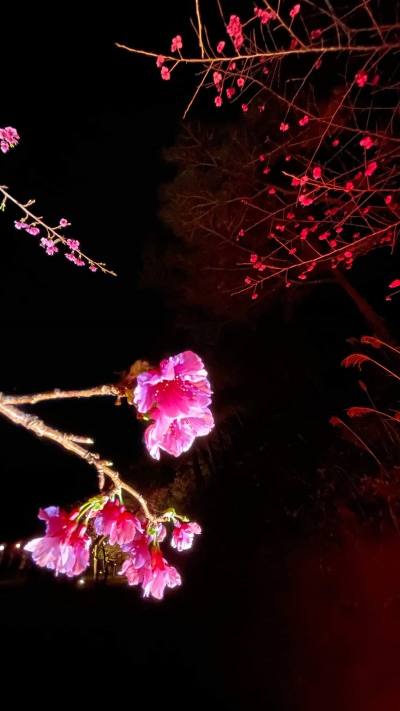 日本一早い桜🌸の写真