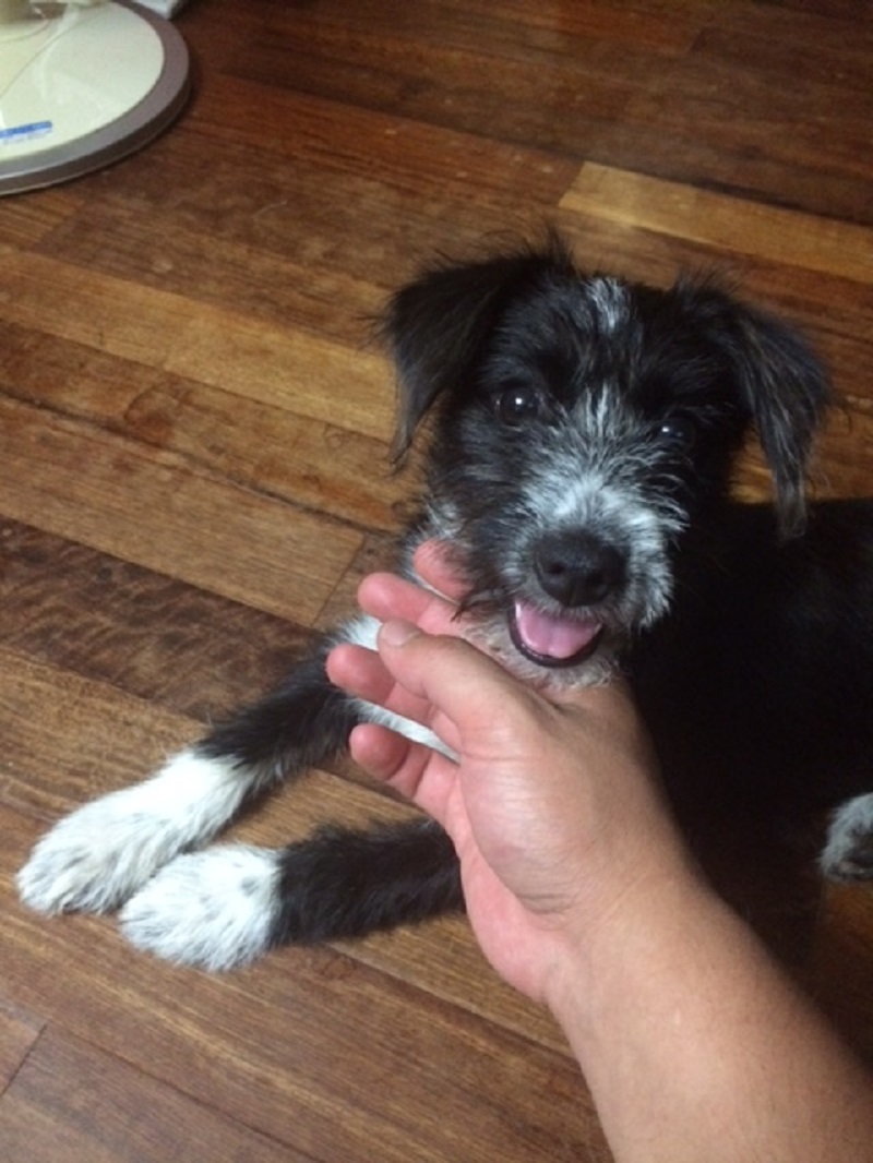 ソックスちゃんの写真