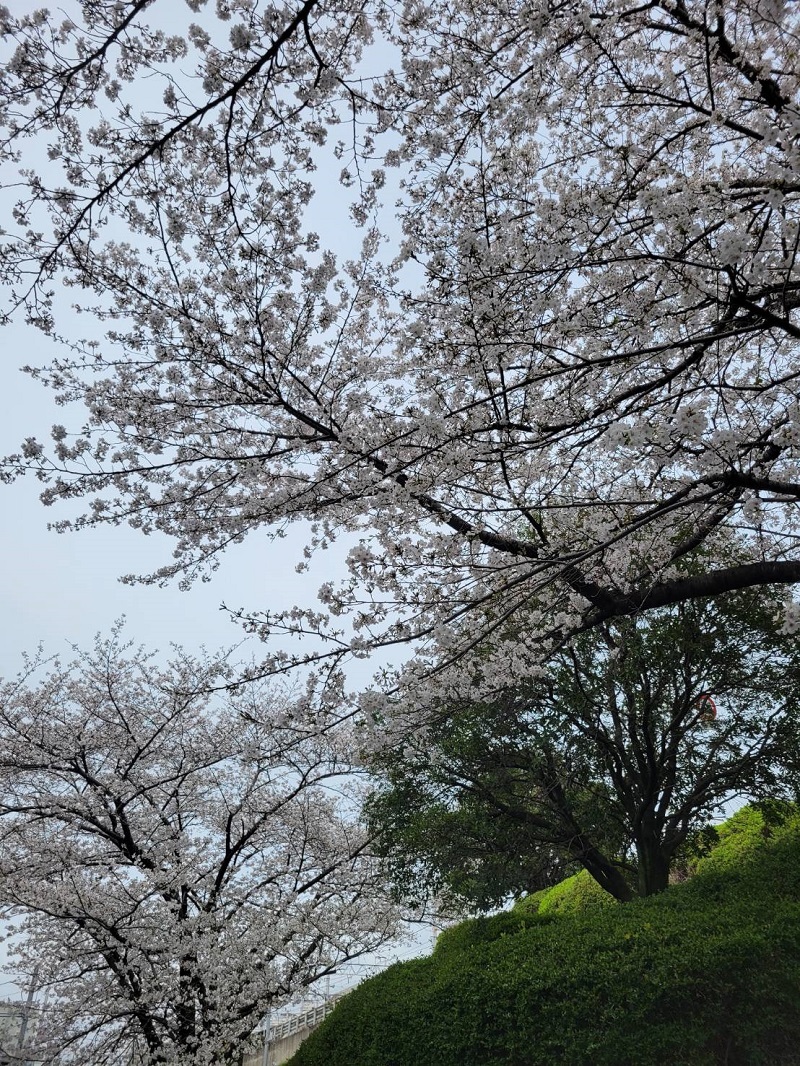 桜の写真