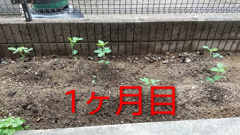 夏の家庭菜園🔰の写真